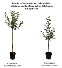 Rewena ® Malus Domestica -Obstbaumes Geschaft 0 Baumformen Buschbaum und HalbstammfSb2K3jcNn00f