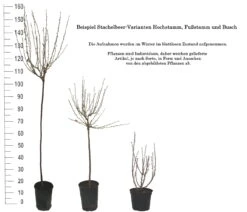 Tatjana, Grün, Fast Stachellos Ribes Uva-crispa `Tatjana´ -Obstbaumes Geschaft 1 Beispiel Stachelbeeren Wuchsformen5728MZOmFH4CB