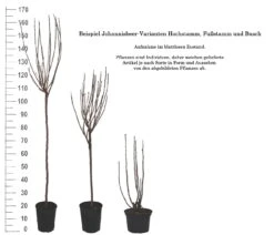 Rolan Ribes Rubrum `Rolan´ -Obstbaumes Geschaft 1Beispiel Johannisbeere WuchsformenubMxZbmWVRpso