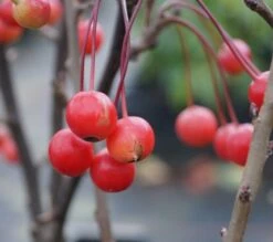 Zwerg-Zierapfel `Adirondack´ Malus ´Adirondack´ -Obstbaumes Geschaft Adirondack Frucht Oktober