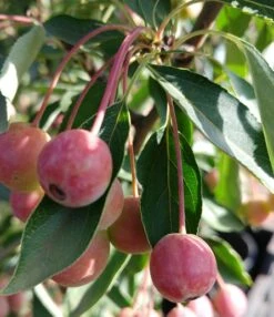 Zwerg-Zierapfel `Adirondack´ Malus ´Adirondack´ -Obstbaumes Geschaft Adirondack159a6b45818e9e