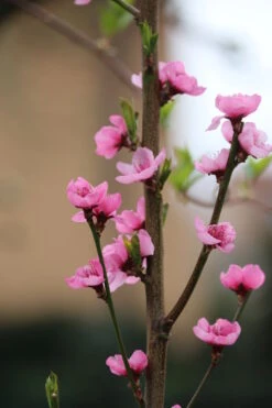 Säulen-Nektarine `Alice Col´ Ⓢ Prunus Nucipersica `Alice Col´ 8 Säulen-Nektarine `Alice Col´ Ⓢ Prunus Nucipersica `Alice Col´ -Obstbaumes Geschaft Alice Col Bl te