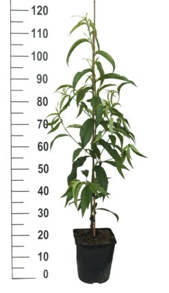 Säulen-Nektarine `Alice Col´ Ⓢ Prunus Nucipersica `Alice Col´ 9 Säulen-Nektarine `Alice Col´ Ⓢ Prunus Nucipersica `Alice Col´ -Obstbaumes Geschaft Alice Col weiss