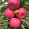 Allegro Ⓢ Malus Domestica -Obstbaumes Geschaft Allegro