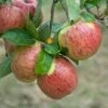 Altländer Pfannkuchenapfel Malus Domestica `Altländer Pfannkuchenapfel´ -Obstbaumes Geschaft Altl nder PfannkuchenapfelD91gQaQOHJHbT