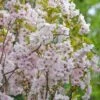 Säulenzierkirsche `Amanogawa´ Prunus Serrulata `Amanogawa´ -Obstbaumes Geschaft Amanogawa