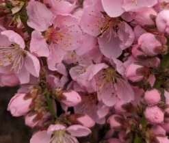 Zwergpfirsich `Amber® Pix ZeeⓈ´ Prunus Persica 9 Zwergpfirsich `Amber® Pix ZeeⓈ´ Prunus Persica -Obstbaumes Geschaft Amber Pix Zee