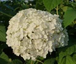 Garten-Hortensie `Incrediball®´ Hydrangea Arborescens -Obstbaumes Geschaft Anabelle Hortensie