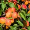 Aprikose `Colorado´ Prunus Armeniaca `Colorado´ -Obstbaumes Geschaft Aprikose Colorado1