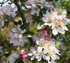 Säulenapfel Arbat ® Malus Domestica -Obstbaumes Geschaft Arbat Bl te