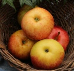 Säulenapfel Arbat ® Malus Domestica -Obstbaumes Geschaft Arbat1lfGBrLIyksR41