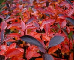 Aronia- Apfelbeere Hugin Aronia Melanocarpa `Hugin´ -Obstbaumes Geschaft Aronia Hugin Herbstf rbung