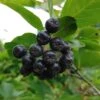 Aronia- Apfelbeere Nero Aronia Prunifolia `Nero´ 1 Aronia- Apfelbeere Nero Aronia Prunifolia `Nero´ -Obstbaumes Geschaft Aronia34