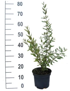 Silberblättrige Büffelbeere Sheperdia Argentea -Obstbaumes Geschaft B ffelbeere weiss