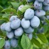 Bühler Frühzwetsche Prunus Domestica `Bühler Frühzwetsche´ -Obstbaumes Geschaft B hler 2