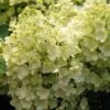 Rispenhortensie `Bobo®´ Hydrangea Paniculata `Bobo´ 1 Rispenhortensie `Bobo®´ Hydrangea Paniculata `Bobo´ -Obstbaumes Geschaft BOBO
