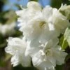 Bauern-Jasmin `Schneesturm´ Philadelphus Coronarius `Schneesturm´ -Obstbaumes Geschaft Bauern Jasmin Schneesturm 2