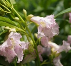 Sommerglocke / Baumoleander `Summer Bells´ Chitalpa Tashkentensis `Summer Bells´ -Obstbaumes Geschaft Baumoleander Summer Bells 1