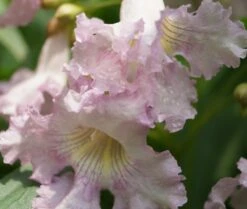 Sommerglocke / Baumoleander `Summer Bells´ Chitalpa Tashkentensis `Summer Bells´ -Obstbaumes Geschaft Baumoleander Summer Bells 4