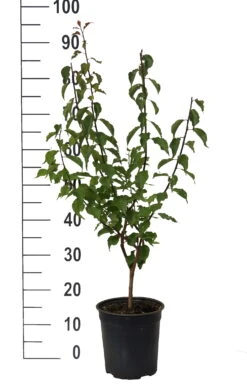 Japanische Zier-Aprikose `Beni-chi-dori´ Prunus Mume `Beni-chi-dori´ 9 Japanische Zier-Aprikose `Beni-chi-dori´ Prunus Mume `Beni-chi-dori´ -Obstbaumes Geschaft Beni chi dori Zieraprikose