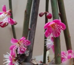 Japanische Zier-Aprikose `Beni-chi-dori´ Prunus Mume `Beni-chi-dori´ 8 Japanische Zier-Aprikose `Beni-chi-dori´ Prunus Mume `Beni-chi-dori´ -Obstbaumes Geschaft Benichidori