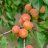 Aprikose `Bergeron´ (einjährige Pflanze) Prunus Armeniaca `Bergeron´ -Obstbaumes Geschaft BergeronVkJkiJ4oeZ9kD 1