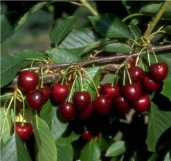 Große Schwarze Knorpelkirsche Prunus Avium `Große Schwarze Knorpelkirsche´