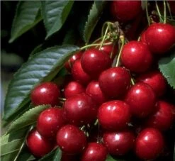 Säulenkirsche `Victoria´ Prunus Avium `Viktoria´