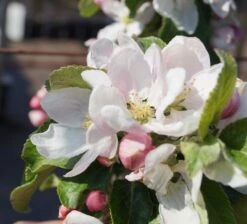 Holsteiner Cox Malus Domestica 9 Holsteiner Cox Malus Domestica -Obstbaumes Geschaft Bl te Holst Cox