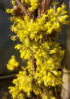 Obstbaumes Geschaft -Obstbaumes Geschaft Bl te Jolico kornelkirsche