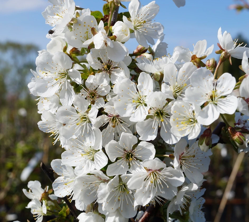Morellenfeuer Prunus Cerasus `Morellenfeuer´ 4 Morellenfeuer Prunus Cerasus `Morellenfeuer´ – Bild 2