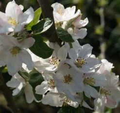 Prinz Albrecht Von Preußen Malus Domestica -Obstbaumes Geschaft Bl te Prinz Albrecht