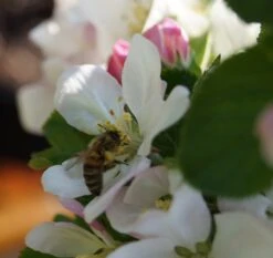 Säulenapfel `Rondo´ Malus Domestica `Rondo´ -Obstbaumes Geschaft Bl te Rondo mit Biene