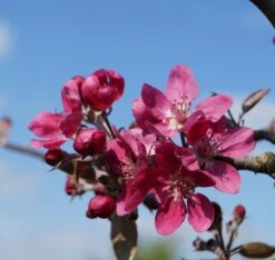 Rotfleischiger Apfel Malus Domestica -Obstbaumes Geschaft Bl te Rotfleischiger Apfel