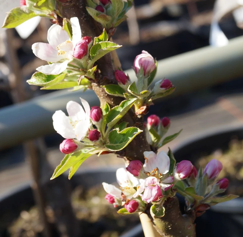 Säulenapfel Rhapsodie Ⓢ Malus Domestica 4 Säulenapfel Rhapsodie Ⓢ Malus Domestica – Bild 2