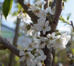 Bestseller -Obstbaumes Geschaft Bl te Sunburst