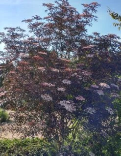 Holunder Black Lace ® Sambucus Nigra `Black Lace´ -Obstbaumes Geschaft Blace Lace Strauch
