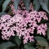 Rotblättriger Holunder `Black Beauty´ Sambucus Nigra `Black Beauty´