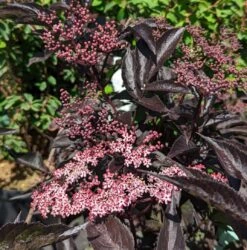 Rotblättriger Holunder `Black Beauty´ Sambucus Nigra `Black Beauty´ -Obstbaumes Geschaft Black Beauty1