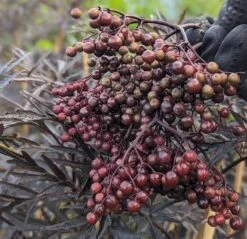 Holunder Black Lace ® Sambucus Nigra `Black Lace´ -Obstbaumes Geschaft Black Lace Furcht