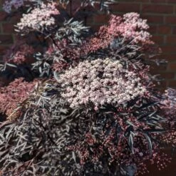 Holunder Black Lace ® Sambucus Nigra `Black Lace´