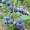 Heidelbeere `Ama´ Vaccinum Corymbosum `Ama´ -Obstbaumes Geschaft Blaubeere