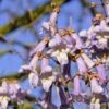 Blauglockenbaum / Kiri-Baum Paulownia Tomentosa -Obstbaumes Geschaft Blauglockenbaum