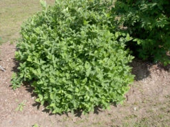 Sibirische Blaubeere "Blue Velvet" Lonicera Kamtschatica `Blue Velvet´ 7 Sibirische Blaubeere "Blue Velvet" Lonicera Kamtschatica `Blue Velvet´ -Obstbaumes Geschaft Blue Velvet Kordes Jungpflanzen