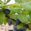 Sibirische Blaubeere "Blue Velvet" Lonicera Kamtschatica `Blue Velvet´ -Obstbaumes Geschaft Blue velvet sibirischie blaubeere