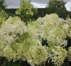Rispenhortensie `Bobo®´ Hydrangea Paniculata `Bobo´ -Obstbaumes Geschaft Bobo1