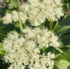 Amerikanischer Schneeball `Brandywine´ Viburnum Nudum `Brandywine´ -Obstbaumes Geschaft Brandywine bl te