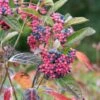 Amerikanischer Schneeball `Brandywine´ Viburnum Nudum `Brandywine´