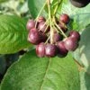 Aronia - Rote Apfelbeere `Brillant´ Aronia Arbutifolia `Brillant´ -Obstbaumes Geschaft Brillant