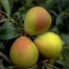 Bunte Julibirne Pyrus Communis `Bunte Julibirne´